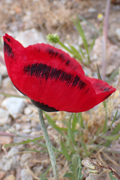Virchov's Poppy