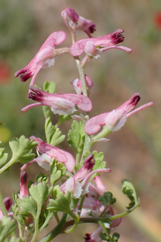 Petter's Ramping-fumitory