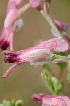 Petter's Ramping-fumitory