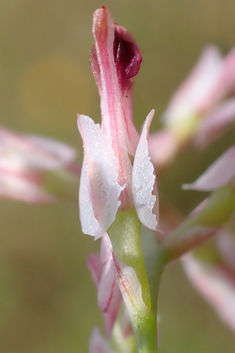 Petter's Ramping-fumitory