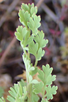 Petter's Ramping-fumitory