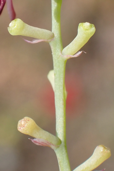 Petter's Ramping-fumitory