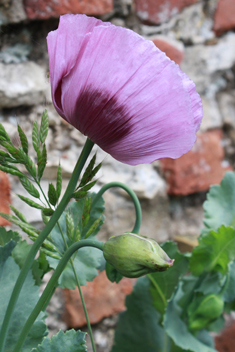 Opium Poppy