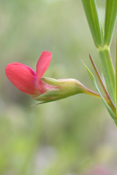Round-seeded Vetchling