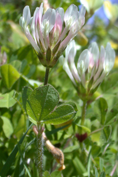 Shield Clover