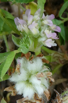 Woolly Clover