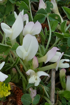 One-flowered Clover