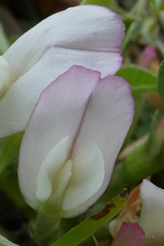 One-flowered Clover