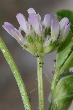 Woolly Clover