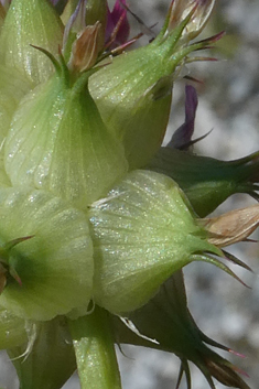 Bladder Clover