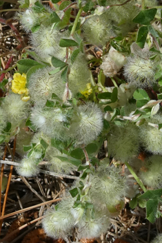 Cotton-ball Clover