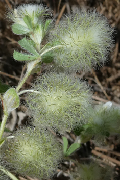 Cotton-ball Clover