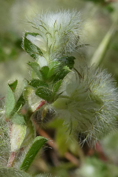 Cotton-ball Clover