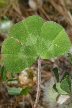 Cotton-ball Clover