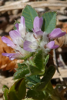 Woolly Clover