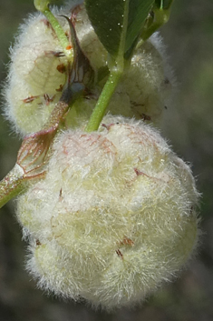 Woolly Clover