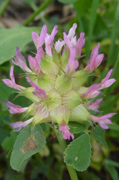 Bladder Clover