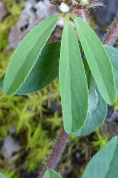 Twin-headed Clover