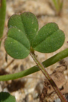 Bur Clover