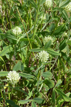 Coarse Clover