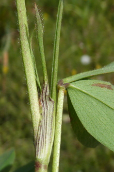 Coarse Clover