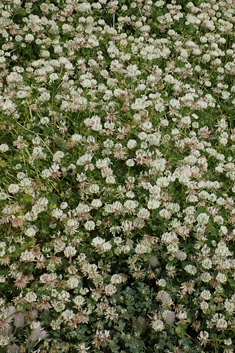 Michel's Clover