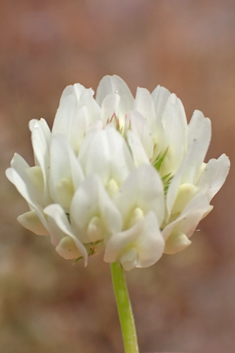 Michel's Clover