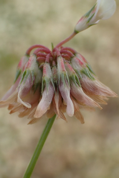 Michel's Clover