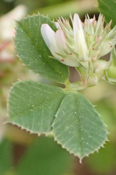 Michel's Clover