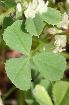 Michel's Clover