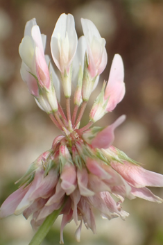 Michel's Clover