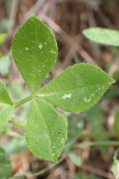 Shield Clover