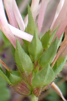 Shield Clover