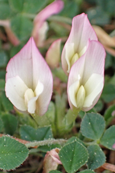 One-flowered Clover