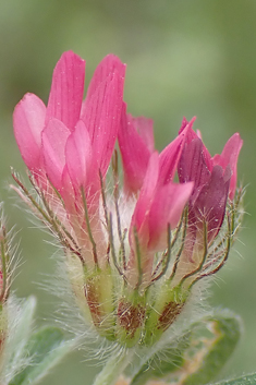 Few-flowered Clover