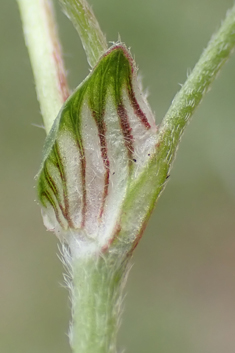Few-flowered Clover