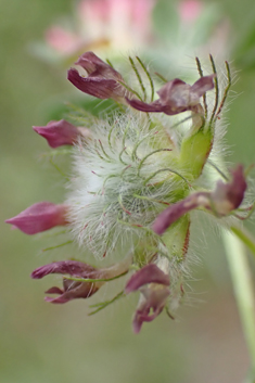 Few-flowered Clover