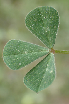 Few-flowered Clover