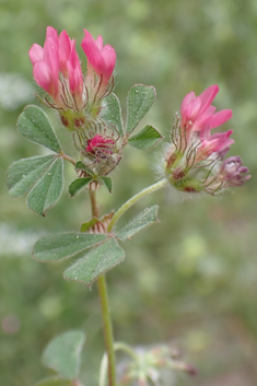 Few-flowered Clover