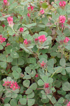 Few-flowered Clover