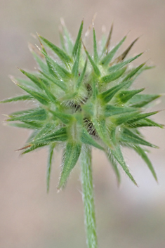 Pale-flowered Clover