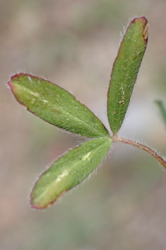 Pale-flowered Clover