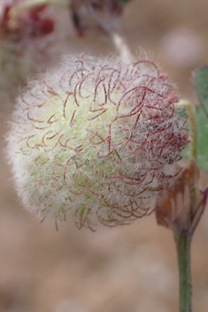 Few-flowered Clover