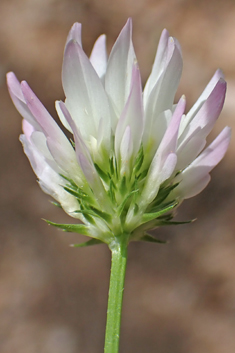 Glandular Clover