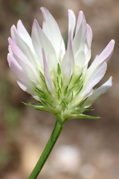 Glandular Clover