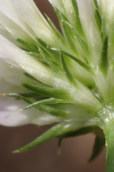 Glandular Clover