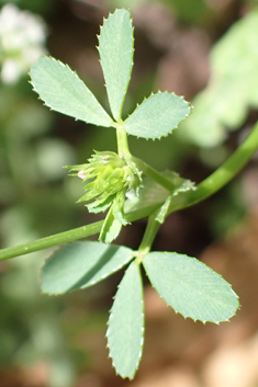 Glandular Clover