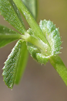 Glandular Clover
