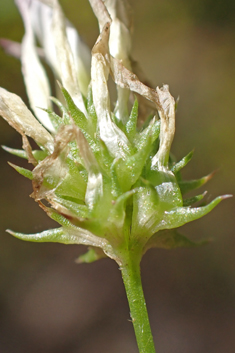 Glandular Clover