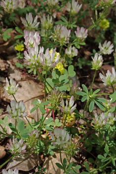 Glandular Clover